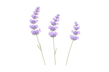 Obraz premium Lavender flower sprigs illustrating natural herbal aromatherapy and botanical elements with purple blossoms