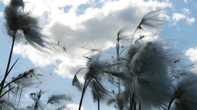 Shaggy white fluffy flowers, similar to cotton, tremble in the wind in the polar tundra on a summer day.