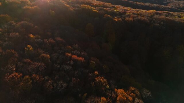 Aerial flyover skimming close to autumn forest canopy on rolling hills during golden hour with dramatic shadows