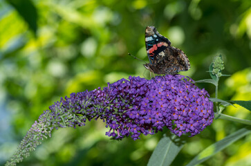 The red admiral butterfly on a Buddleja © Witold Lapinski