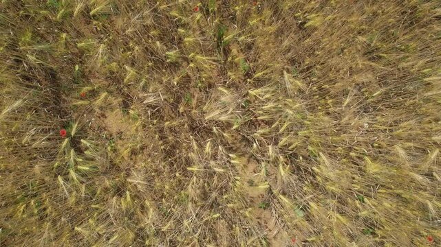 Overhead drone view of a golden wheat field with scattered red poppies in summer