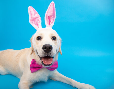 Close-up portrait of a cream goldendoodle  lying down in front of a blue background wearing bunny ears and a bow tie