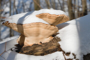 Red-banded Polypore (Fomitopsis pinicola)