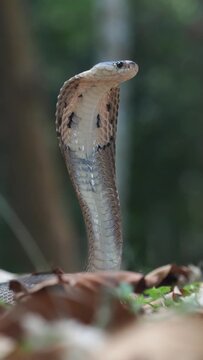 Cobra deadly serpent living on a dry leaf in the forestin nature	