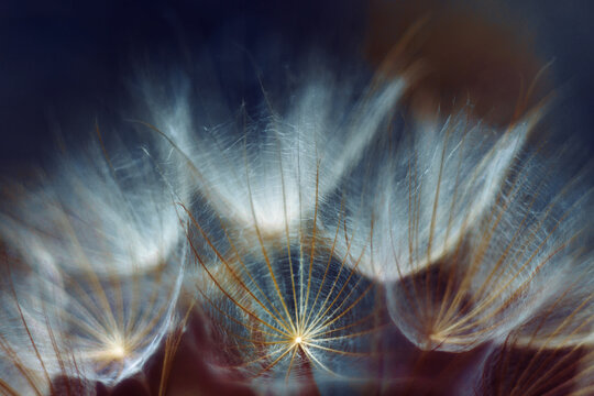 Full frame macro close-up of a dandelion clock seed head