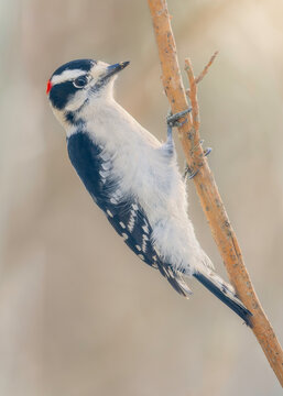 Close-up side view of a wild downy woodpecker (Picoides pubescens) clinging to a small branch, Florida, USA