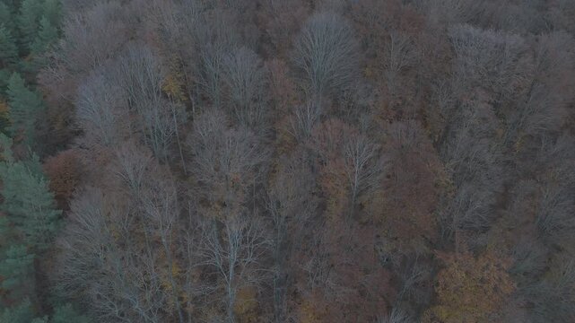 Ungraded flat log aerial texture of late autumn woods with bare canopy and vibrant floor for color grading