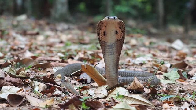Cobra deadly serpent living on a dry leaf in the forestin nature	
