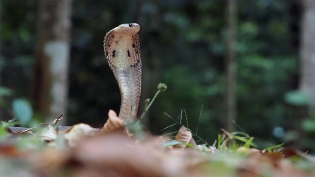 Cobra deadly serpent living on a dry leaf in the forestin nature	