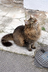Curious tabby on cracked sidewalk