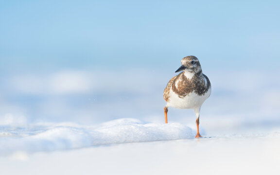 Close-up of a wild ruddy turnstone (Arenaria interpres) wading in the ocean surf on a summer day, Florida, USA