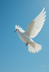 Fototapeta premium Elegant white dove in flight against clear blue sky nature photography serene environment aerial view