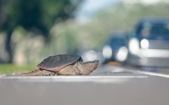 Close-up side view of a large common snapping turtle (Chelydra serpentina) crossing a busy road, Florida, USA