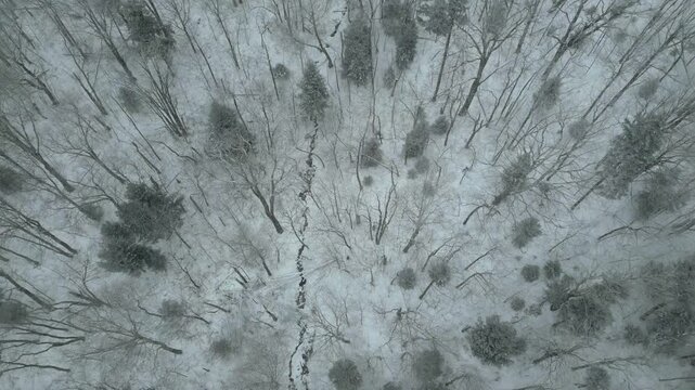 Drone perspective above a winter forest in West Virginia, revealing a narrow creek faintly visible beneath fresh snow as it winds through the quiet woodland landscape