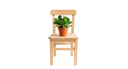Fototapeta premium Small green plant in a pot on a wooden chair on transparent background png (कुर्सी पर छोटा पौधा)