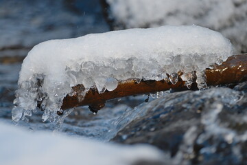 snow on the branches