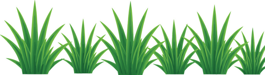 Obraz premium Green grass blades on white background nature plants