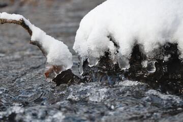 snow on the branches