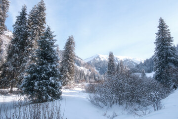 Obraz premium an impressive winter mountain landscape. Tall snow-covered fir trees and shrubs in the foreground frame a view of a mountain peak in the background under a clear blue sky. 