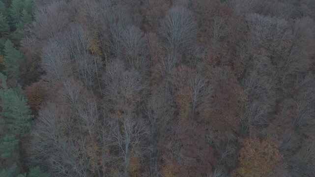 Ungraded flat log long take aerial texture of late autumn woods with bare canopy and vibrant floor