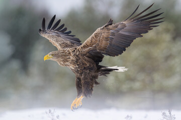 Obraz premium Adult sea eagle in flight in winter, white-tailed eagle in flight