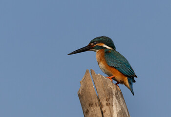 Fototapeta premium Closeup of a Common kingfisher perched on bamboo log at Purbasthali oxbow lake, India