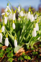Fototapeta premium Selective focus of delicate snowdrops in a sunny meadow. White spring flowers with green stems and a soft, blurred background with room for text.