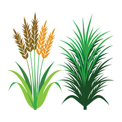 Wild grass plants with golden wheat-like heads, green leaves