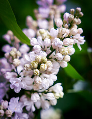 Close up of white lilac with delicate blossom against fresh green leaf. Spring garden atmosphere, gentle seasonal nature background. Selective focus.