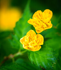 Close up of two small bush rose flowers surrounded by fresh green leaf. Spring bloom, nature awakening, gentle garden scene. Selective focus.