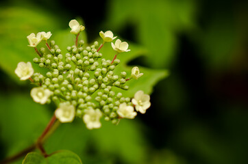 Close up of delicate green viburnum bud with tiny white flower on branch. Spring nature background, garden atmosphere. Selective focus.