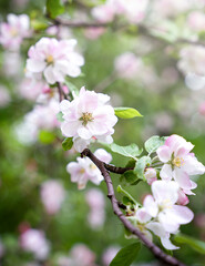 Apple tree branch covered with delicate spring blossom in soft natural light. Fresh pink and white bloom with green leaf. Selective focus.