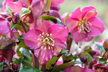 Obraz premium Deep pink Helleborus, hellebore or lenten rose, ‘ice n roses red’ in flower.