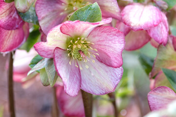 Obraz premium Pink and cream Helleborus, hellebore or lenten rose, ‘ice n roses dark picotee’ in flower.