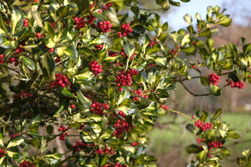 The red berries of Ilex x altaclerensis, holly, &lsquo;Ripley Gold&rsquo;.