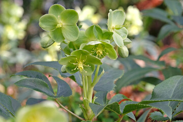 Obraz premium Green Helleborus argutifolius, holly leaved hellebore, or lenten rose in flower.