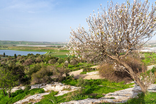 Blooming almond tree surrounded by fresh greenery on the slope of a high hill, offering a stunning panoramic view of the Ayalon Valley.Israel.