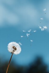 Obraz premium Close-up of dandelion seeds blowing in the wind against blue sky