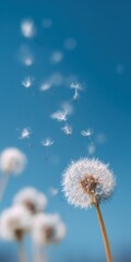 Obraz premium Close-up of dandelion seeds blowing in the breeze against a clear blue sky