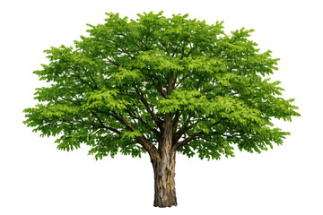 Fototapeta premium Tree with full green foliage and a sturdy brown trunk, standing isolated on a clear background, representing natural beauty