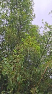 Bamboo plant (Bambusa vulgaris) growing naturally in tropical soil with fresh green stems and lush leaves. The bamboo thrives in its natural environment, reflecting a humid, nutrient rich tropical.