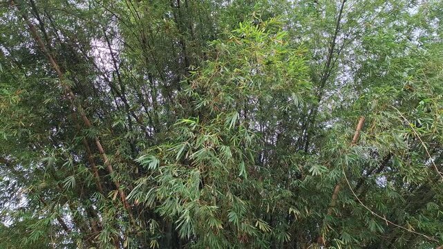 Bamboo plant (Bambusa vulgaris) growing naturally in tropical soil with fresh green stems and lush leaves. The bamboo thrives in its natural environment, reflecting a humid, nutrient rich tropical.