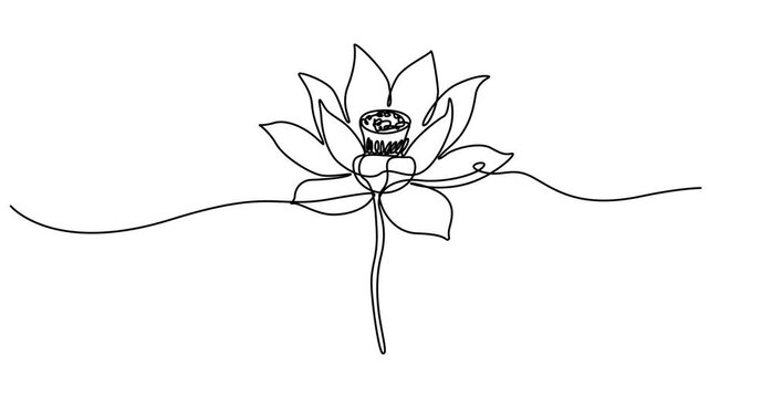 Animated self drawing of  Lotus flower continuous one line drawing. Wellness concept in simple linear style. Vector illustration, Single line, continuous, lotus flower line , Animated, motion, video,