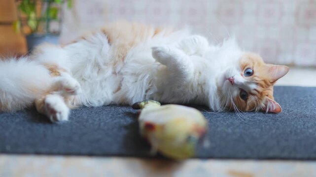 Fluffy Orange and White Cat Od&iacute;n Newman Relaxing on a Rug