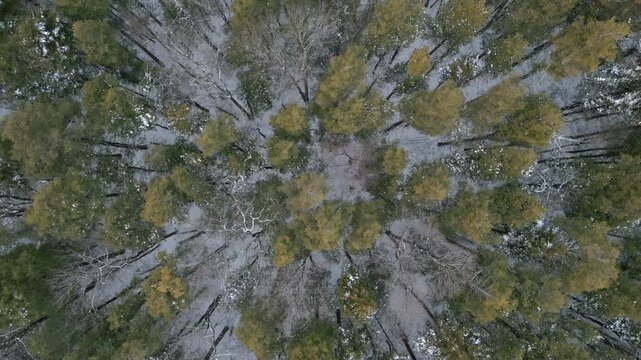 Drone flying over snowless forest in winter, untouched woodland landscape