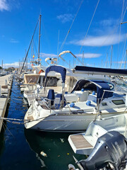 Fototapeta premium DENIA, SPAIN - February 8, 2026.Several motorboats and sailboats tied to a pier in the Mediterranean sun by a marina with clear blue skies and calm waters