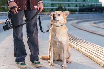 Dog with Collar Sitting on Paved Surface in City Setting