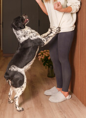 Expressive dog portrait in home interior with wooden panels