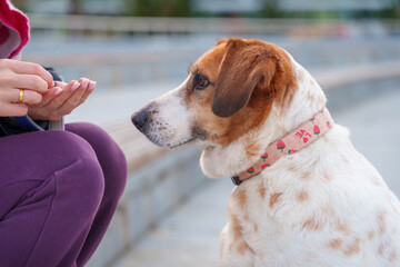 Close up portrait of expressive dog with brown ears and white face in urban setting