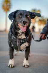 Small puppy in blue collar resting on bench outdoors with curious expression